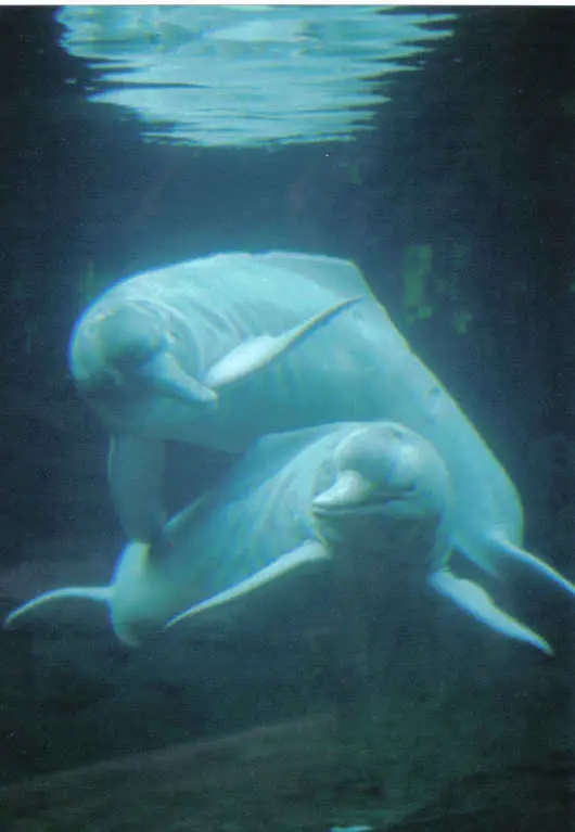 Carcharhinus limbatu