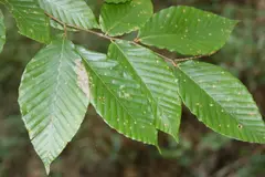 American Beech Leaves
