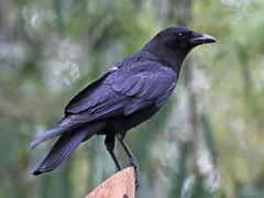 Crow