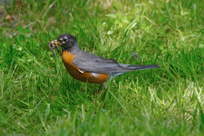 American Robin with worm