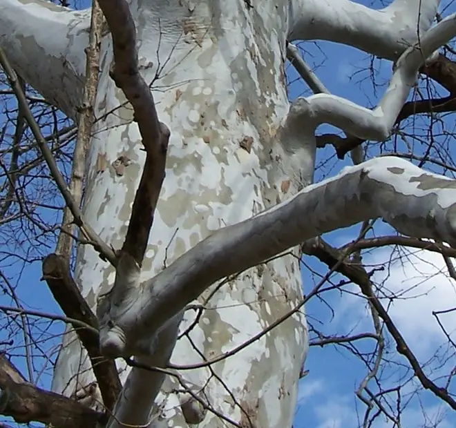 American sycamore bark