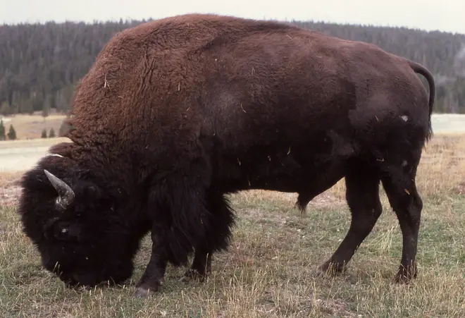 Americanbison