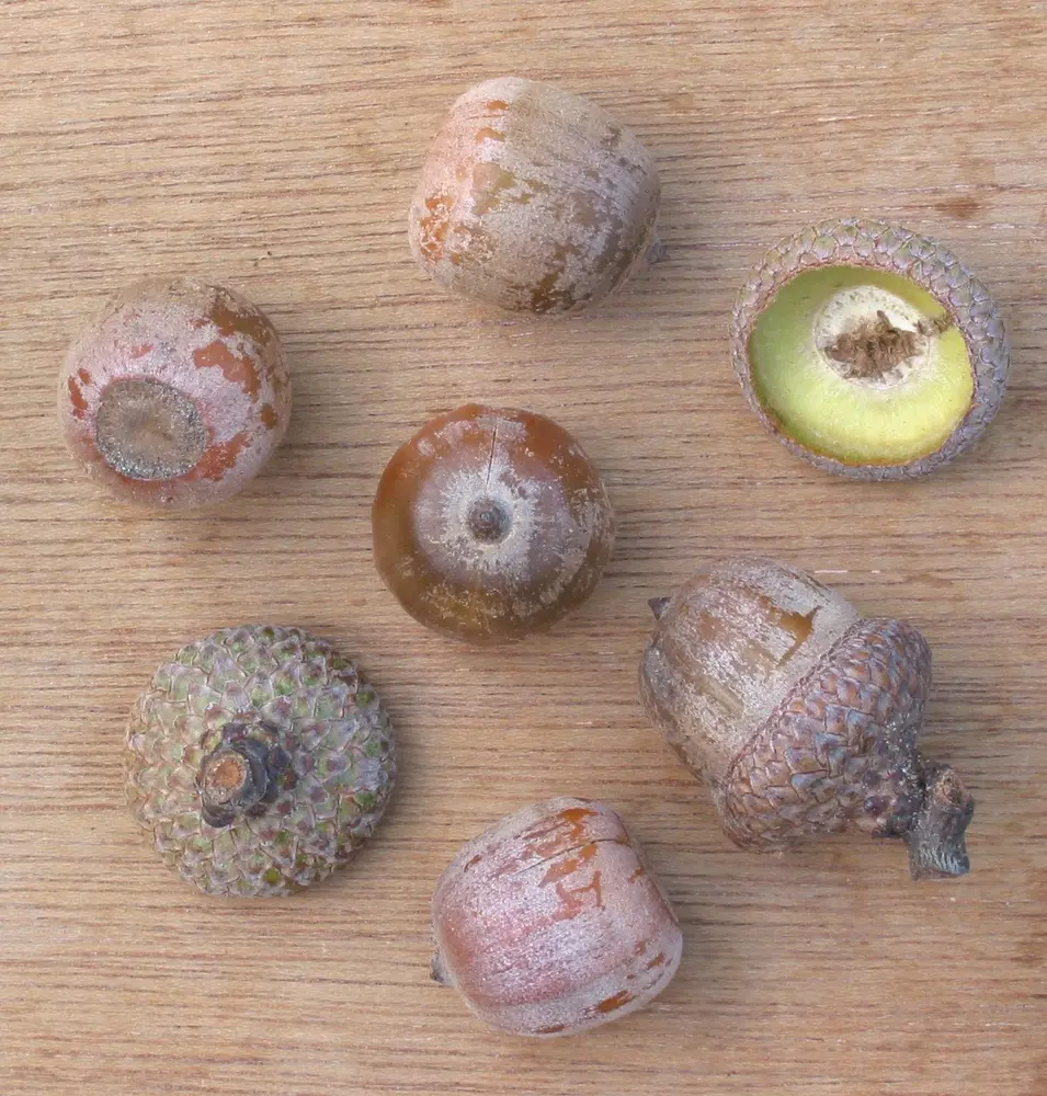 Amerikaanse eik eikels Quercus rubra acorns
