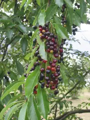 Wild cherries