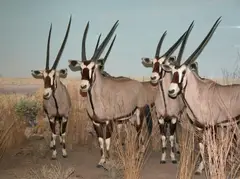 Oryx