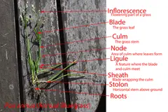 The anatomy of a grass plant (Poa annua)