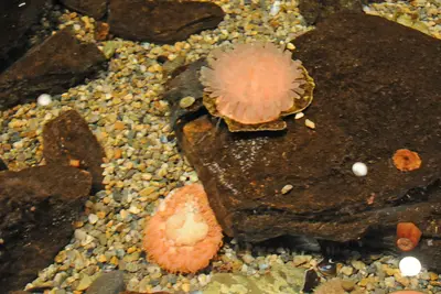 Anemone Mystic 2901