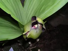 Tulip Orchid