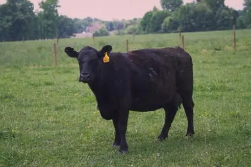 Angus cattle 10