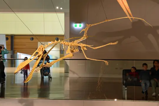 Anhanguera blittersdorffi (Melbourne Museum, Australia)