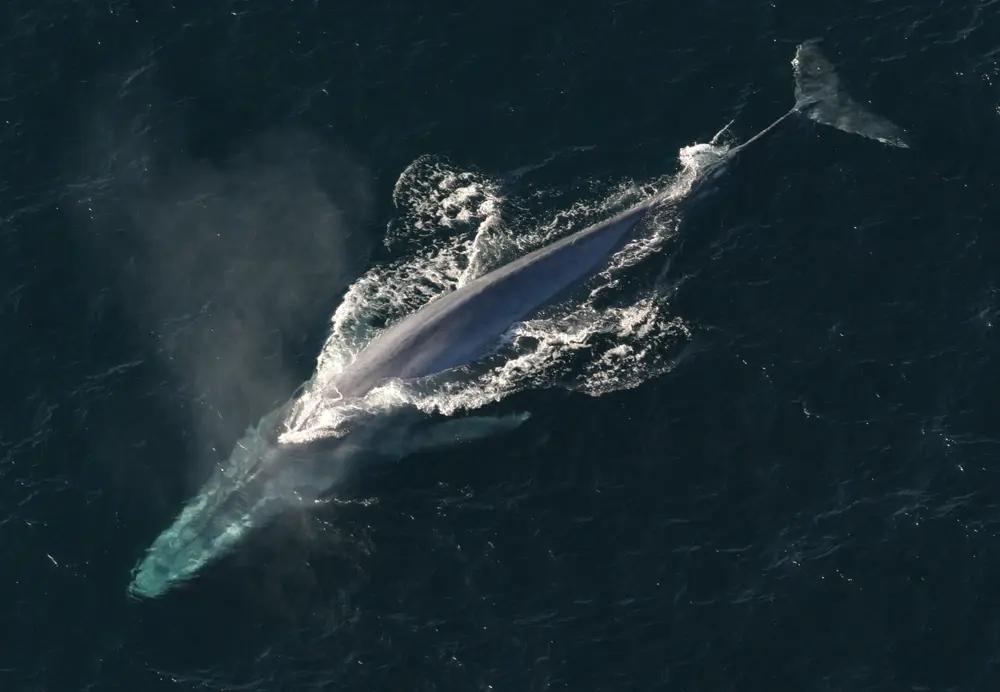 Balaenoptera musculus