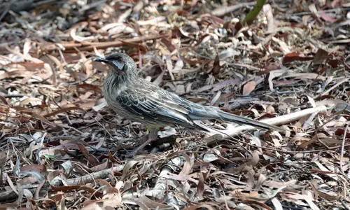 Anthochaera caruncaluta 3185