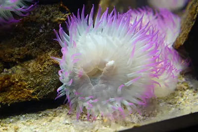 Anthopleura elegantissima 2433 W