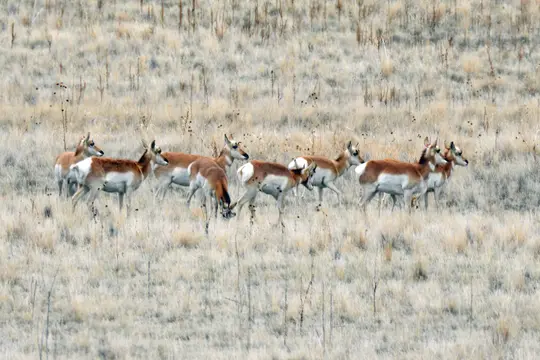 Pronghorn (Antilocapra americana)