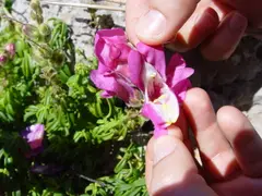 Snapdragon