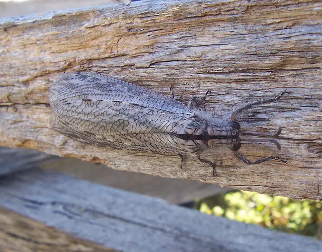 Antlion