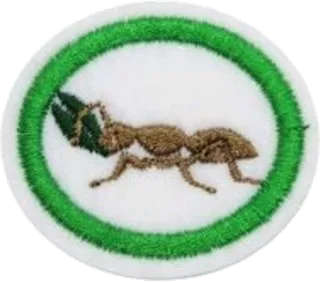 Ants patch