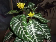 Aphelandra squarrosa (Zebra Plant)