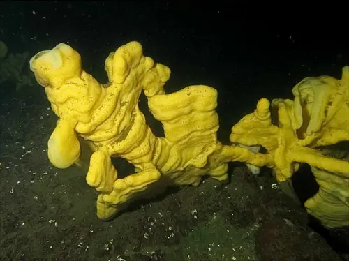 Aphrocallistes vastus (Cloud Sponge)
