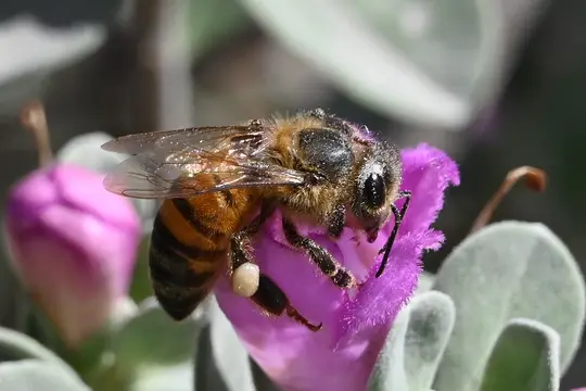 Western Honey Bee (Apis mellifera)