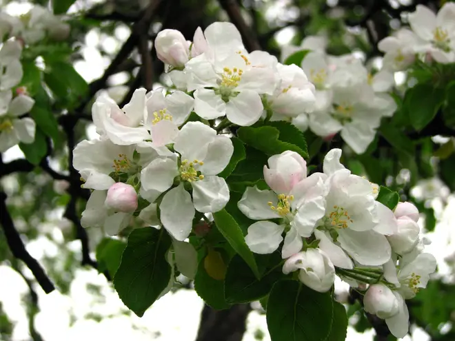 Apple blossom (Malus domestica) 09