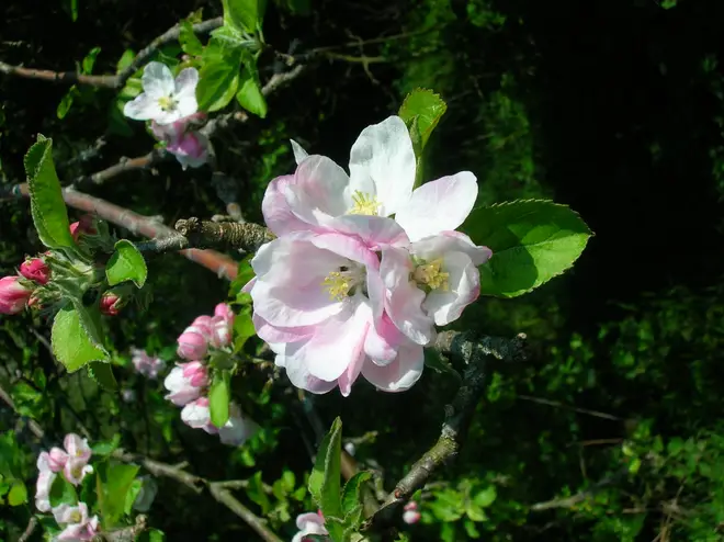 Apple tree blossom