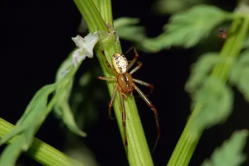 Theridion impressum