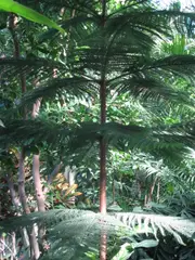 Araucaria heterophylla (Norfolk Island Pine)