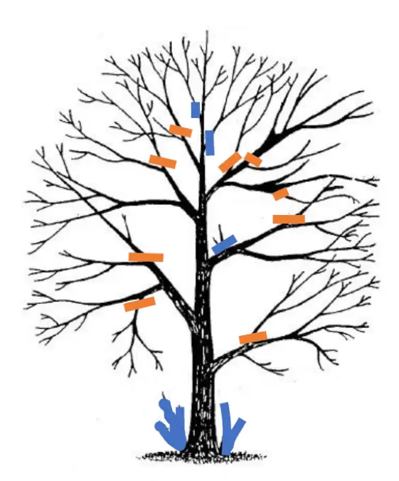 Arboriculture Req. 9 Answer