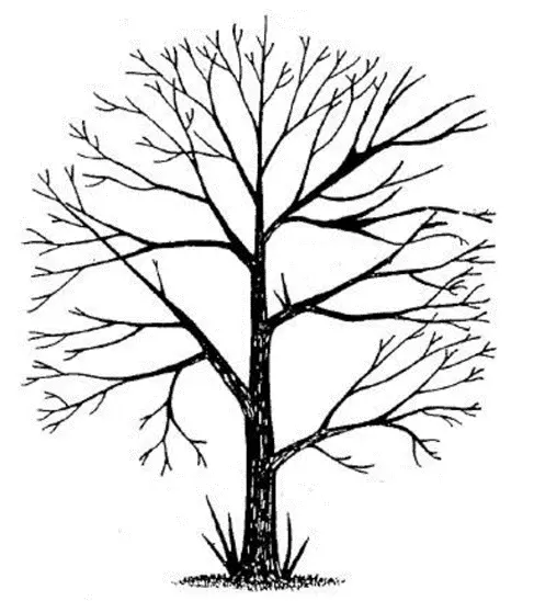 Arboriculture Req. 9 Graphic