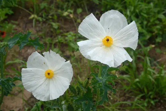 White Prickly Poppy (Argemone albiflora)