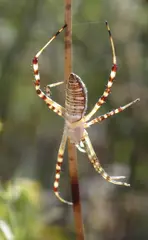 Argiope trifasciata