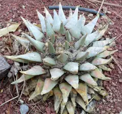 Ariocarpus retusus (Tribe Cacteae)