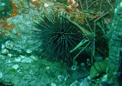 Yellow Line Arrow Crab (Stenorhynchus seticornis)