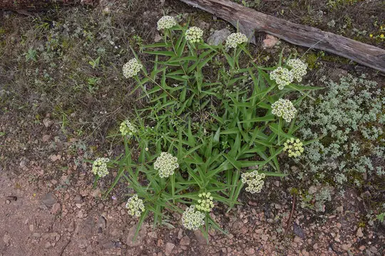 Antelope Horns (Asclepias asperula) - Apocynaceae family