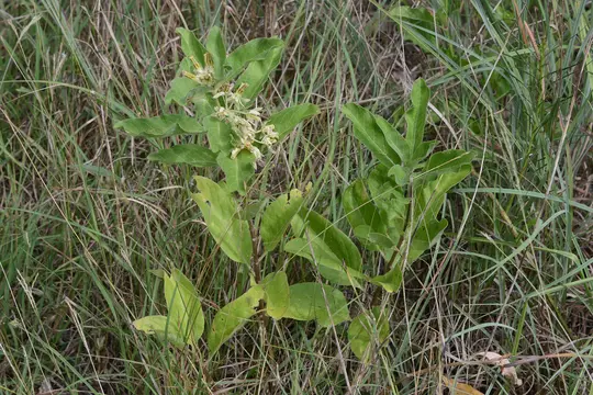 Zizotes Milkweed (Asclepias oenotheroides) - Apocynaceae family
