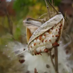 Milkweed