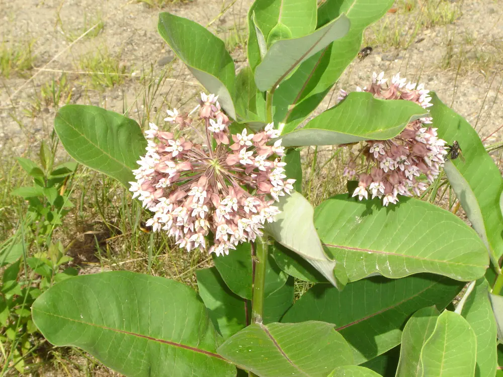 Asclepias syriaca
