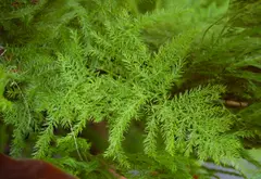 Asparagus setaceus (Common Asparagus Fern)
