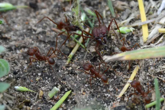 Texas Leaf-Cutting Ant (Atta texana)
