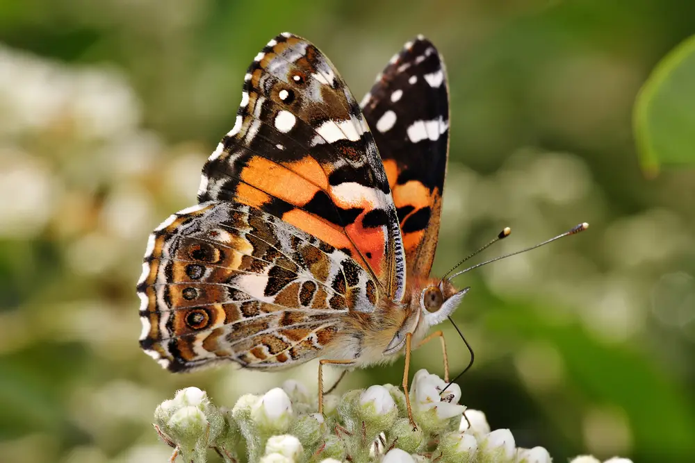 Vanessa cardui
