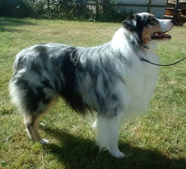 Australian Shepherd 600