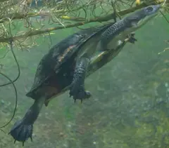 (6) Turtles present in the stream