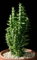 A. subulata (Tribe Austrocylindropuntieae)