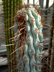 B. hertlingiana (Tribe Browningia)