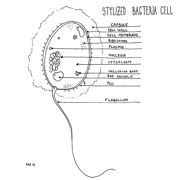 BacteriaCell