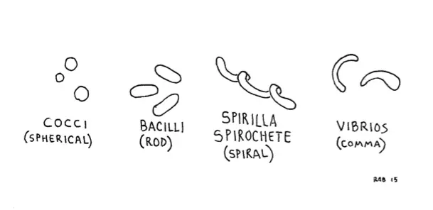 BacteriaShape