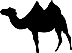 Bactrian.camel.sideon.arp-2