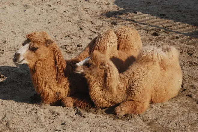 Bactrian Camel Tennoji