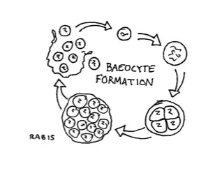 Baeocyte